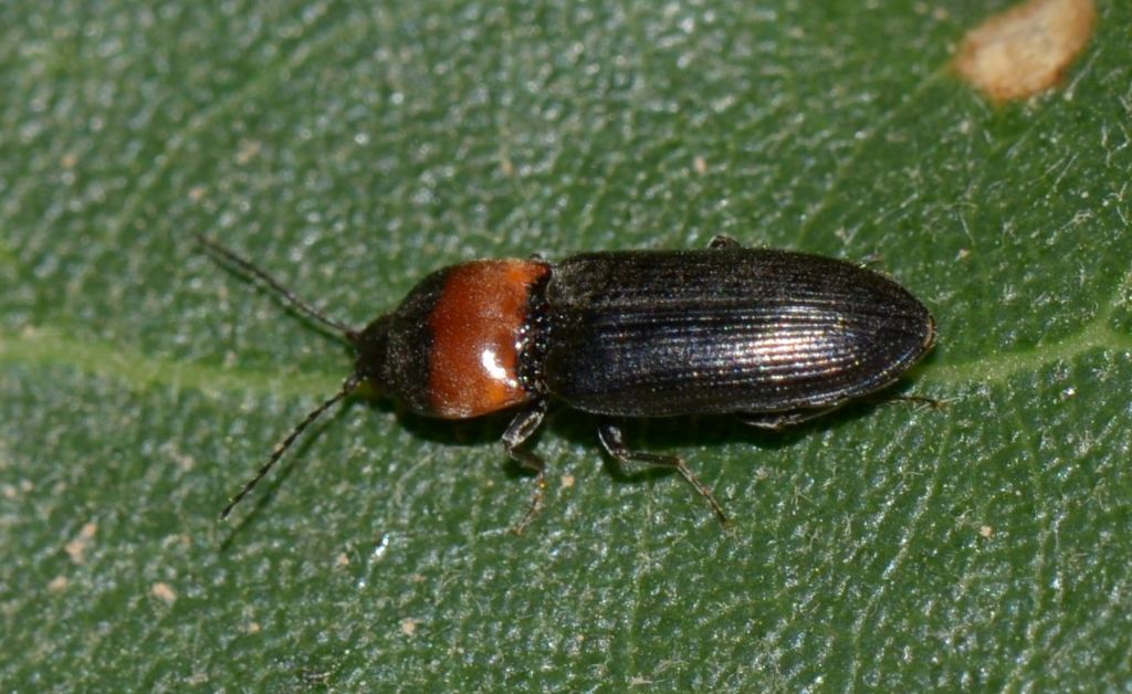 Ampedus sp.? No, Cardiophorus collaris, Elateridae